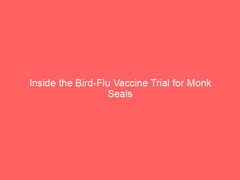 Inside the Bird-Flu Vaccine Trial for Monk Seals