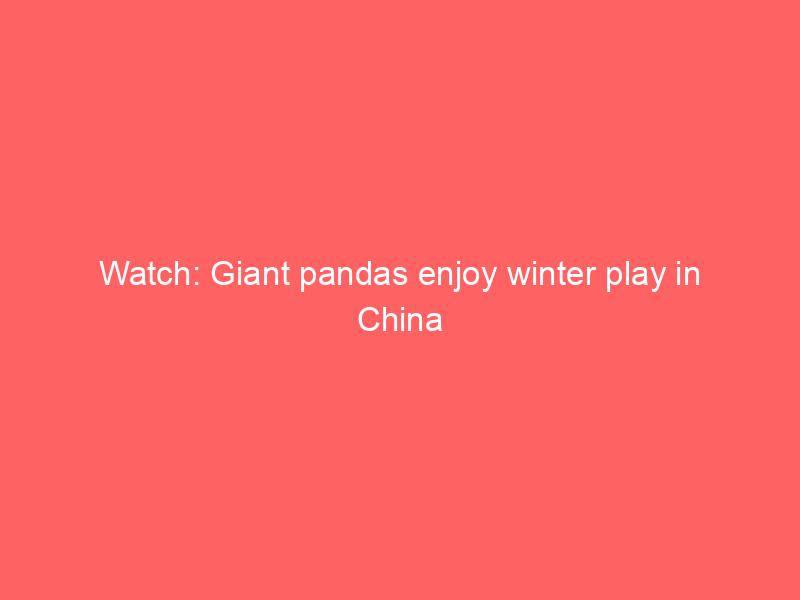 Watch: Giant pandas enjoy winter play in China